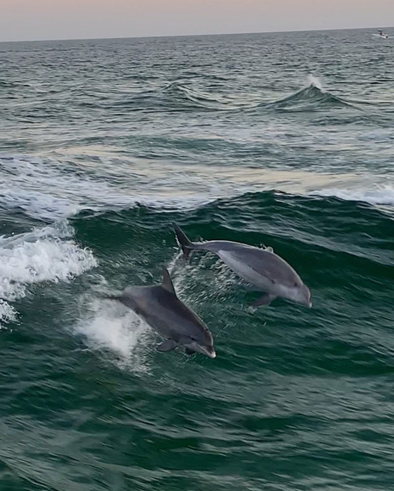 Where To Swim With Dolphin In Florida